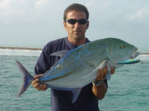 Blufin Trevally